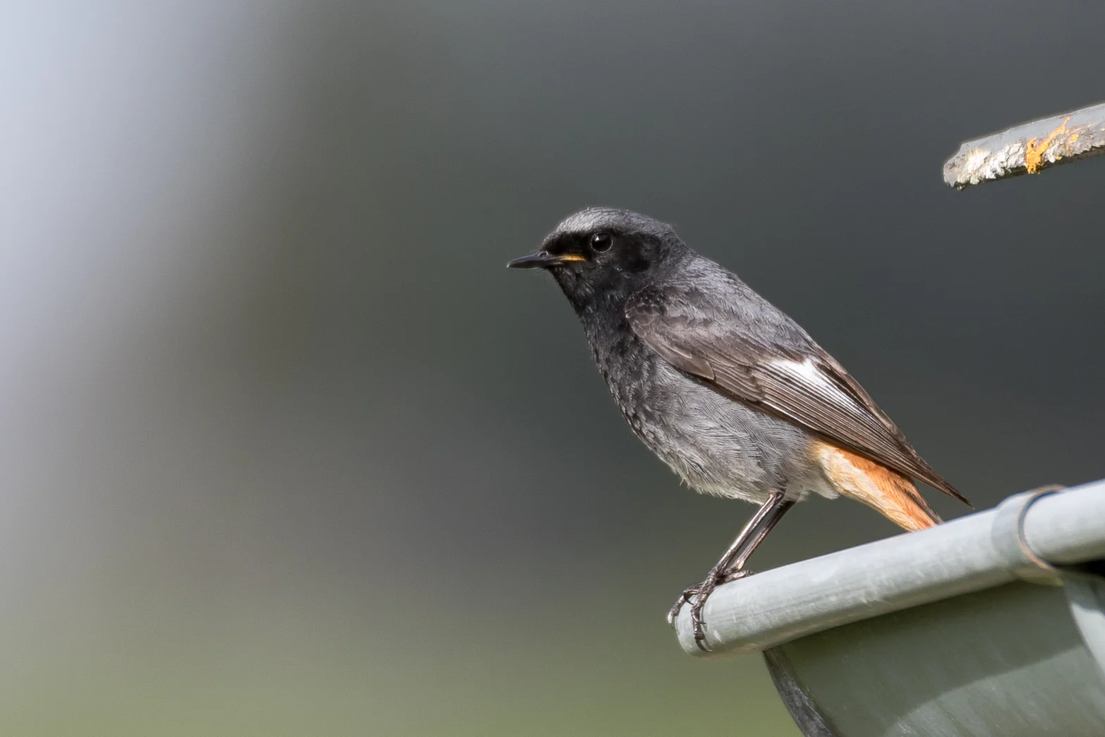 Rougequeue noir