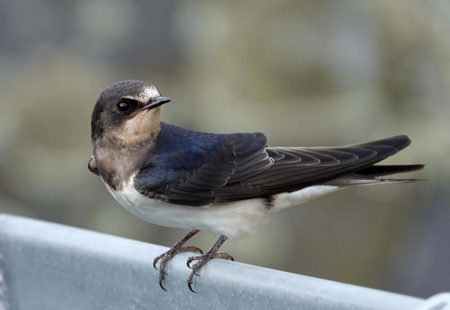 Jeune hirondelle rustique posée sur une gouttière