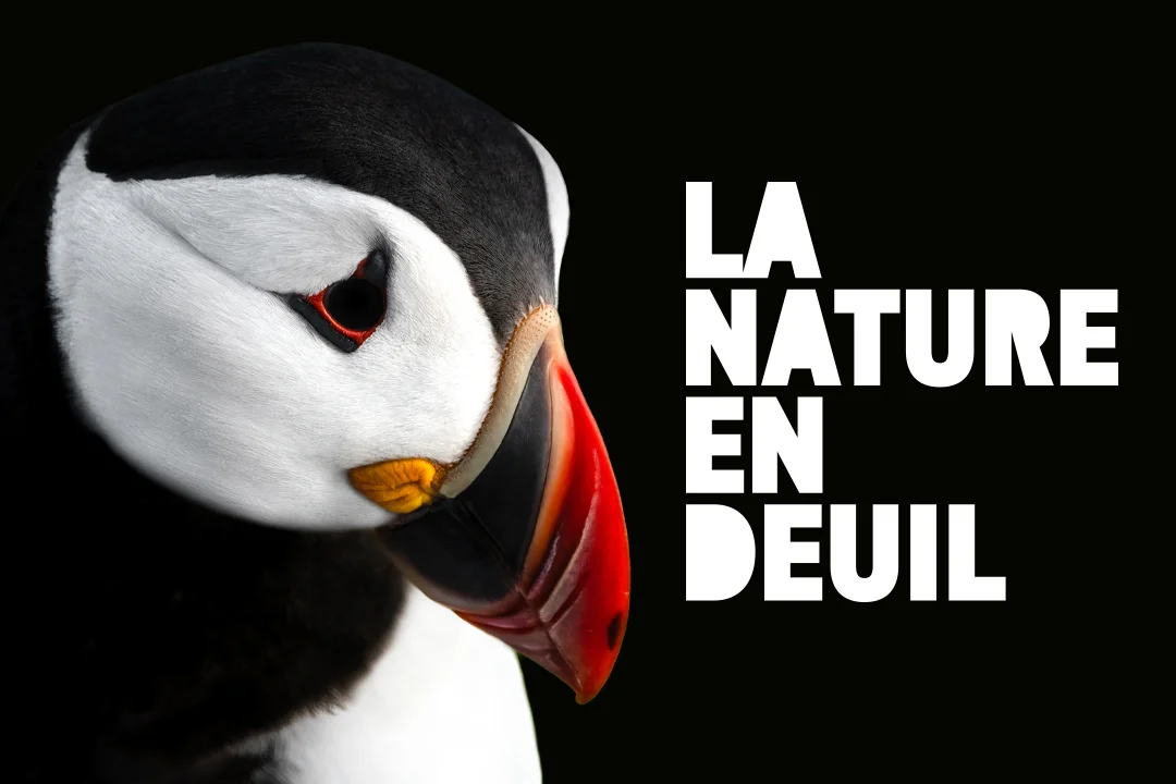 Logo de la nature en deuil avec un macareux