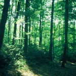 Ambiance forestière