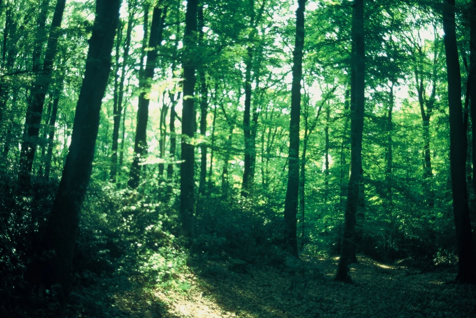 Ambiance forestière