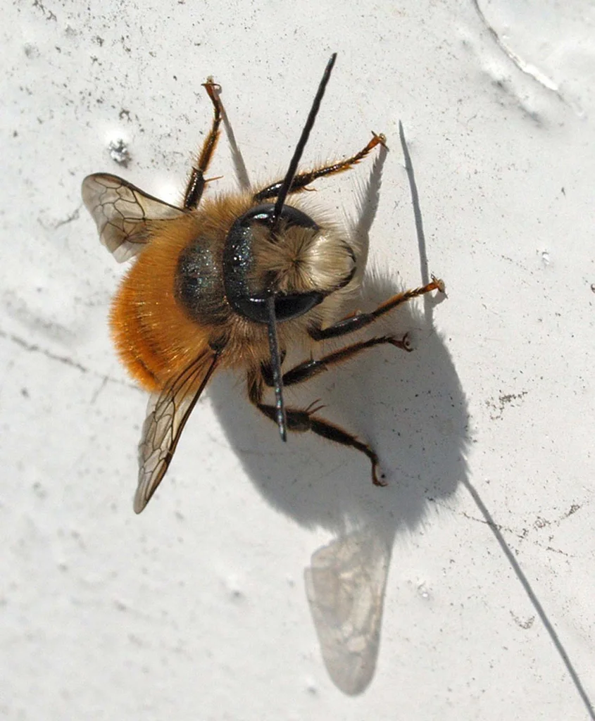 Osmie cornue mâle posée sur un mur
