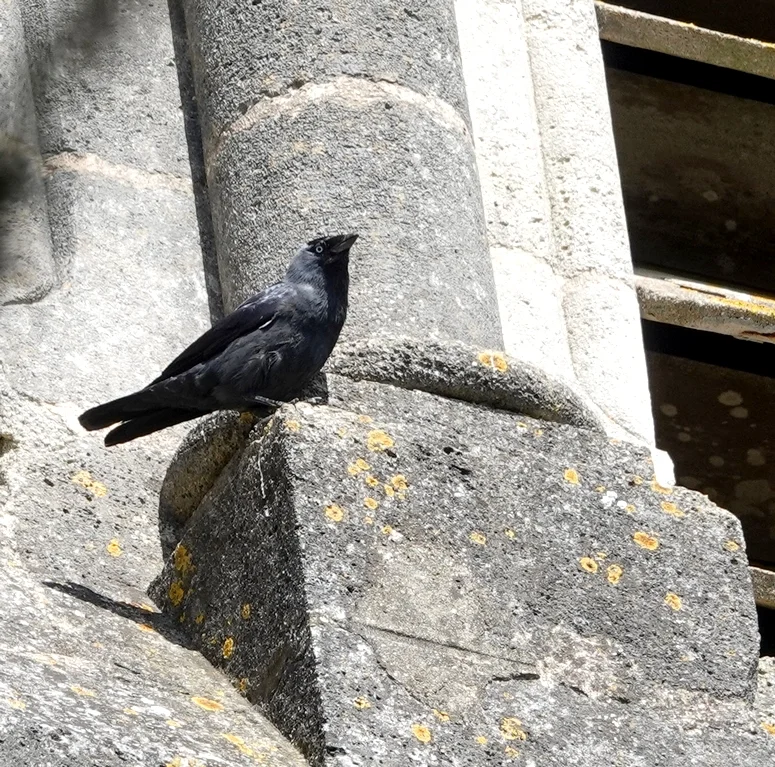 Choucas des tours posé sur le clocher d'une église