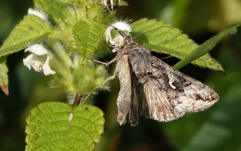 Papillon lambda en train de butiner