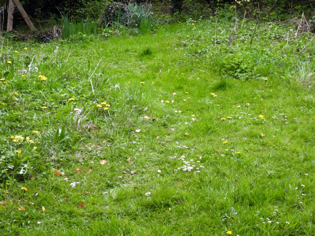 Pelouse en fleur car non tondue
