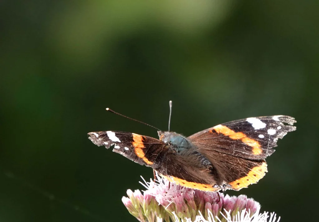 Papillon Vulcain posée sur une fleur