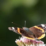 Papillon Vulcain posée sur une fleur