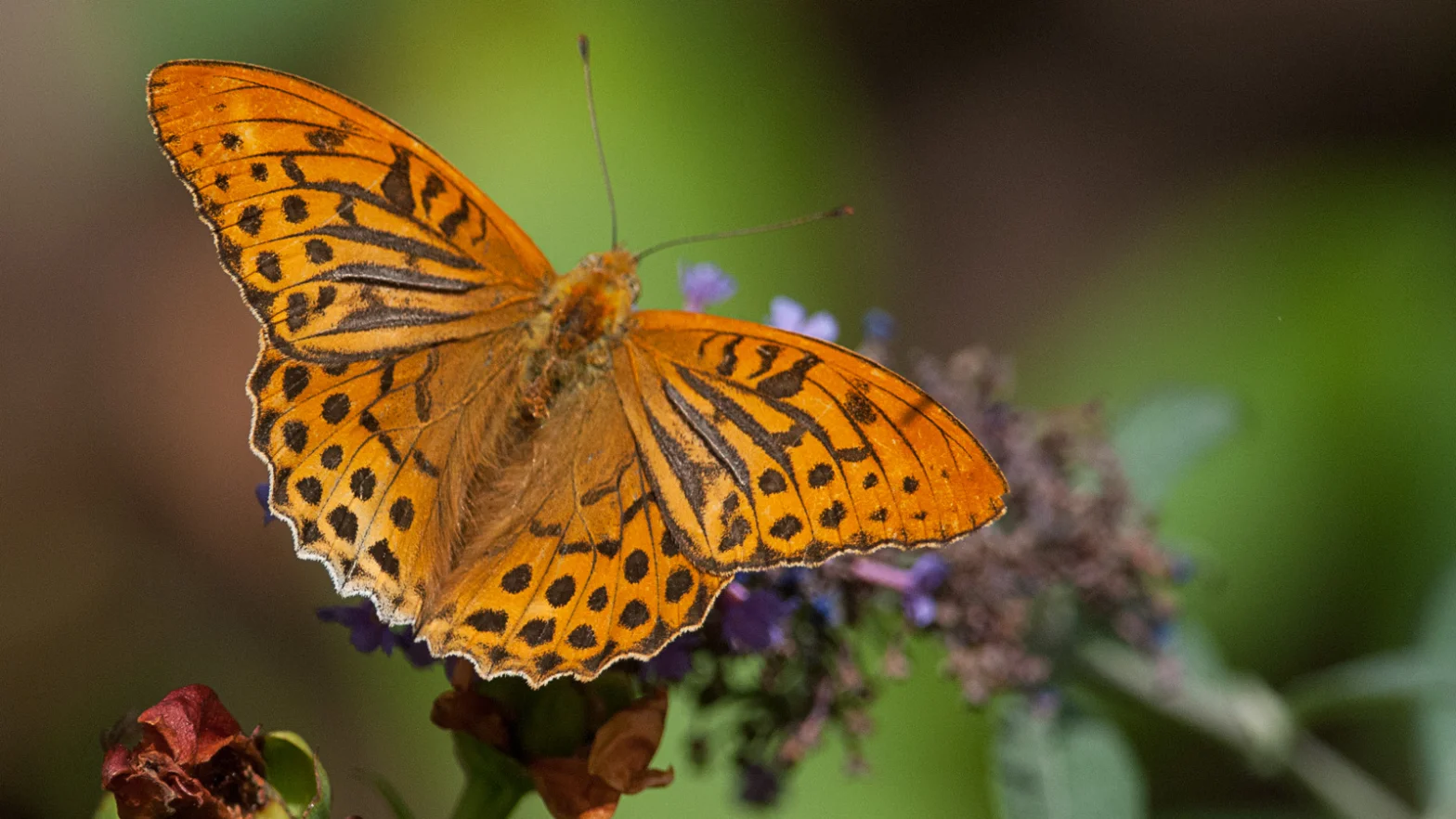Papillon Tabac d'Espagne posé sur une fleur