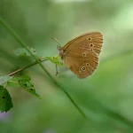 Papillon Tristan vu de profil