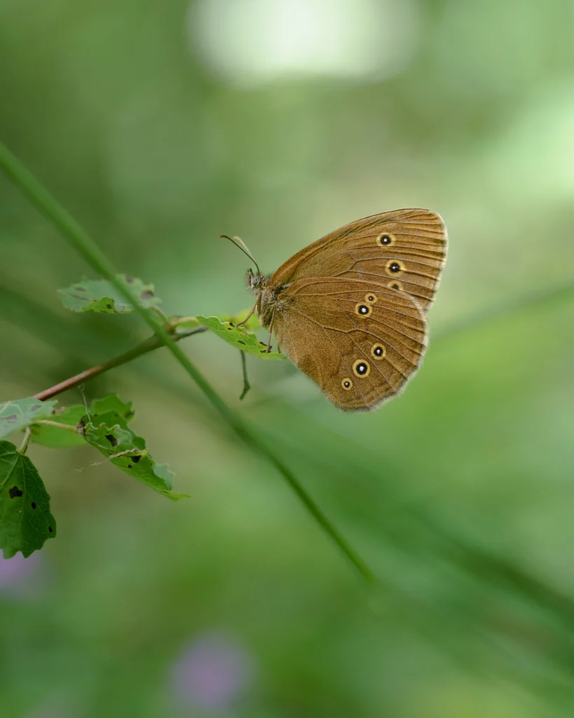 Papillon Tristan vu de profil