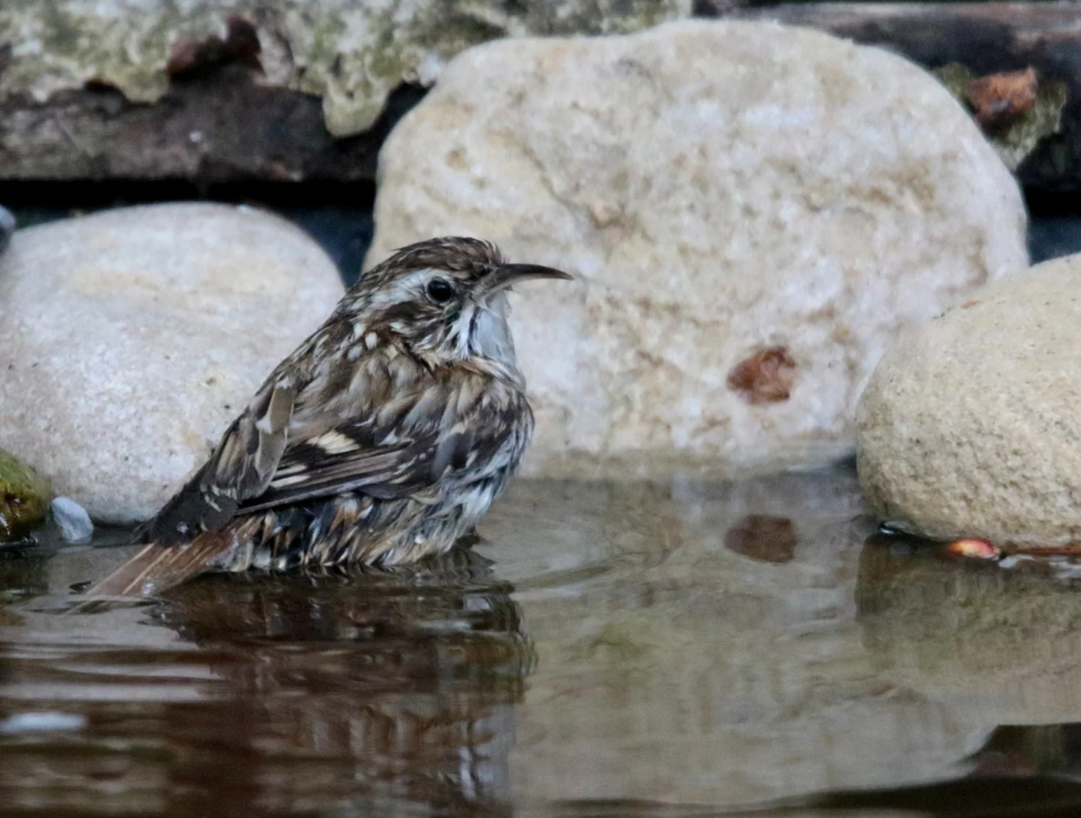Grimpereau des jardins qui se rafraichit dans un abreuvoir au jardin