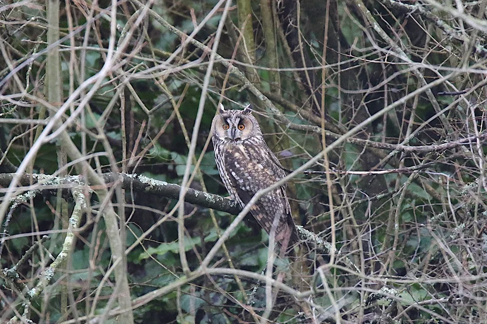 Hibou moyen-duc