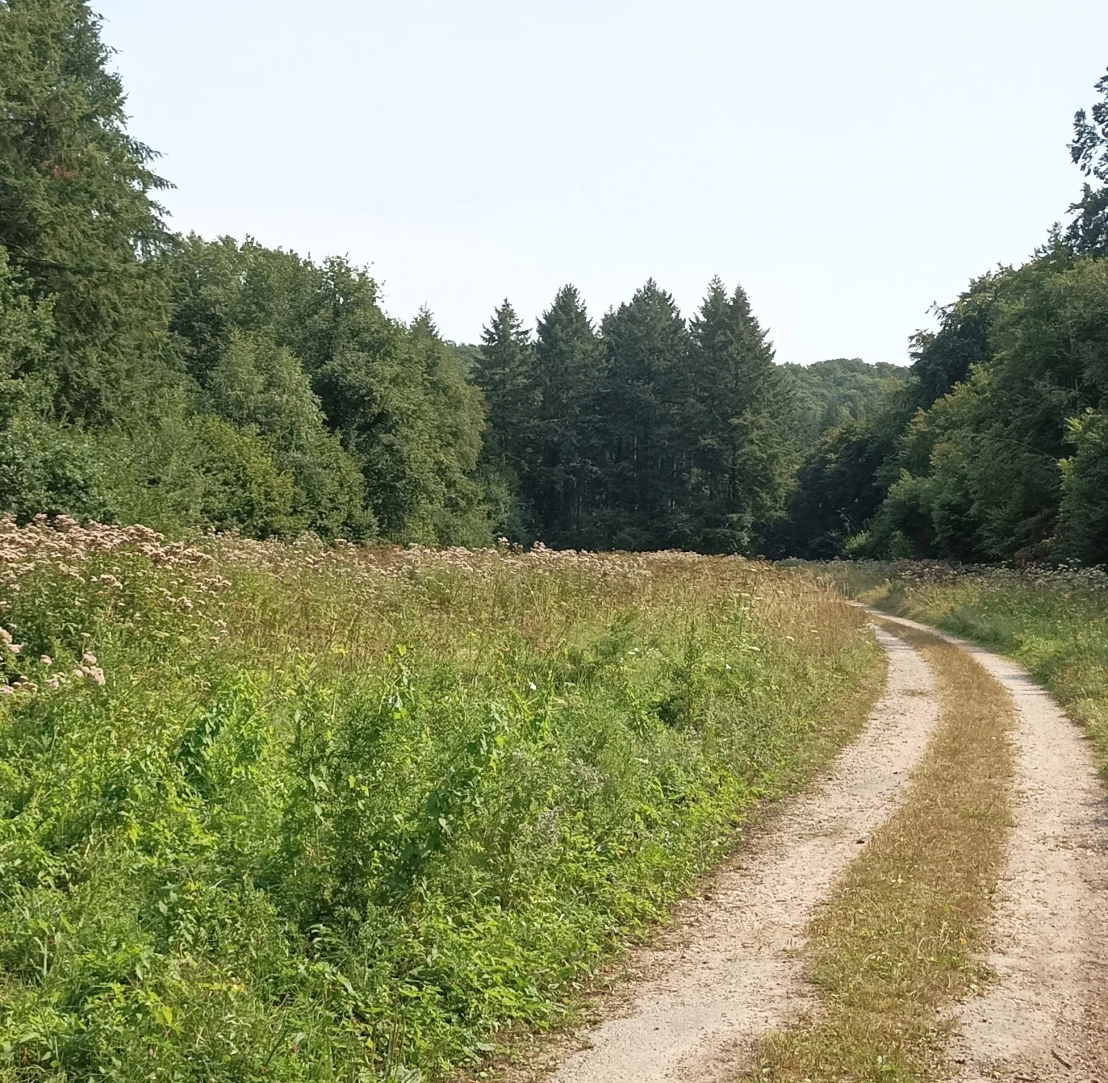 Chemin en forêt de Bord