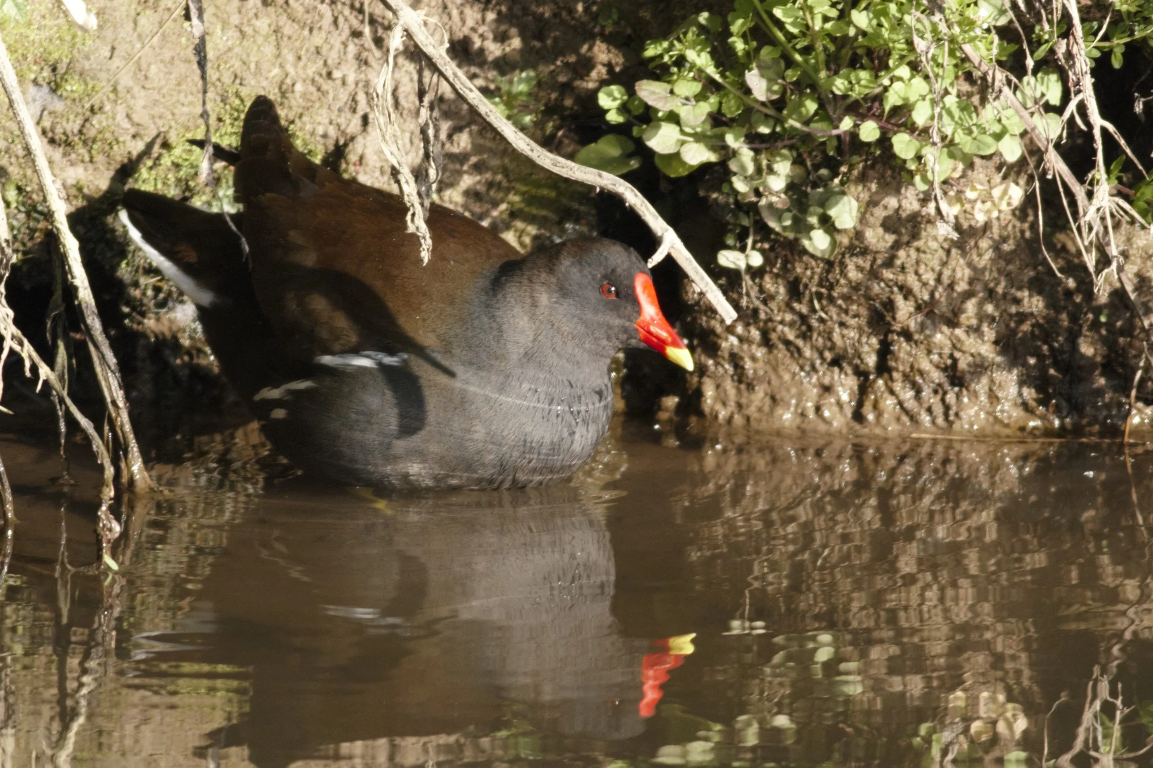 Gallinule poule d'eau