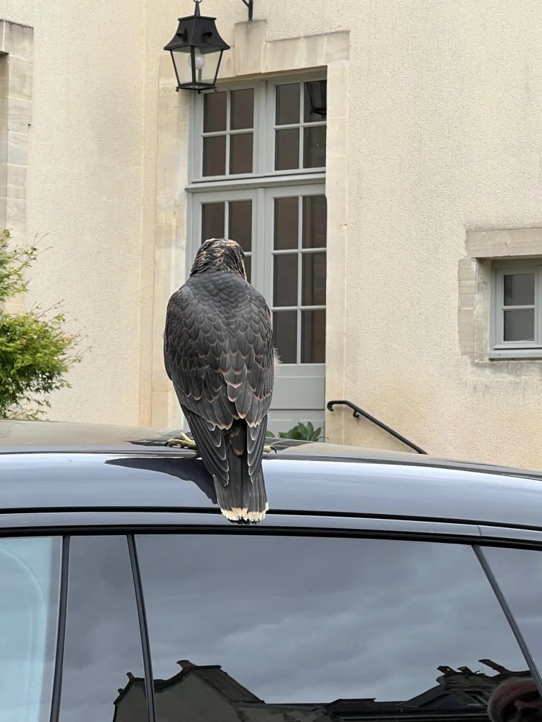 Faucon pèlerin juvénile posé sur le toit d'une voiture dans un jardin particulier