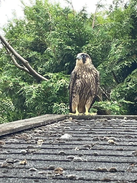 Faucon pèlerin juvénile sur le toit d'un jardin