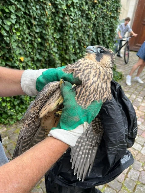 Sauvetage d'un faucon pèlerin juvénile récupéré dans un jardin particulier