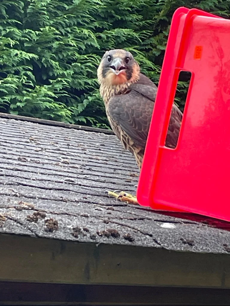 Faucon pèlerin juvénile sortant de sa boite de transport posée sur un toit dans un jardin