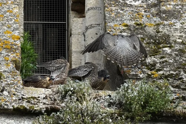 Nid de faucons pèlerins à Bayeux avec 3 jeunes et un adulte qui se pose