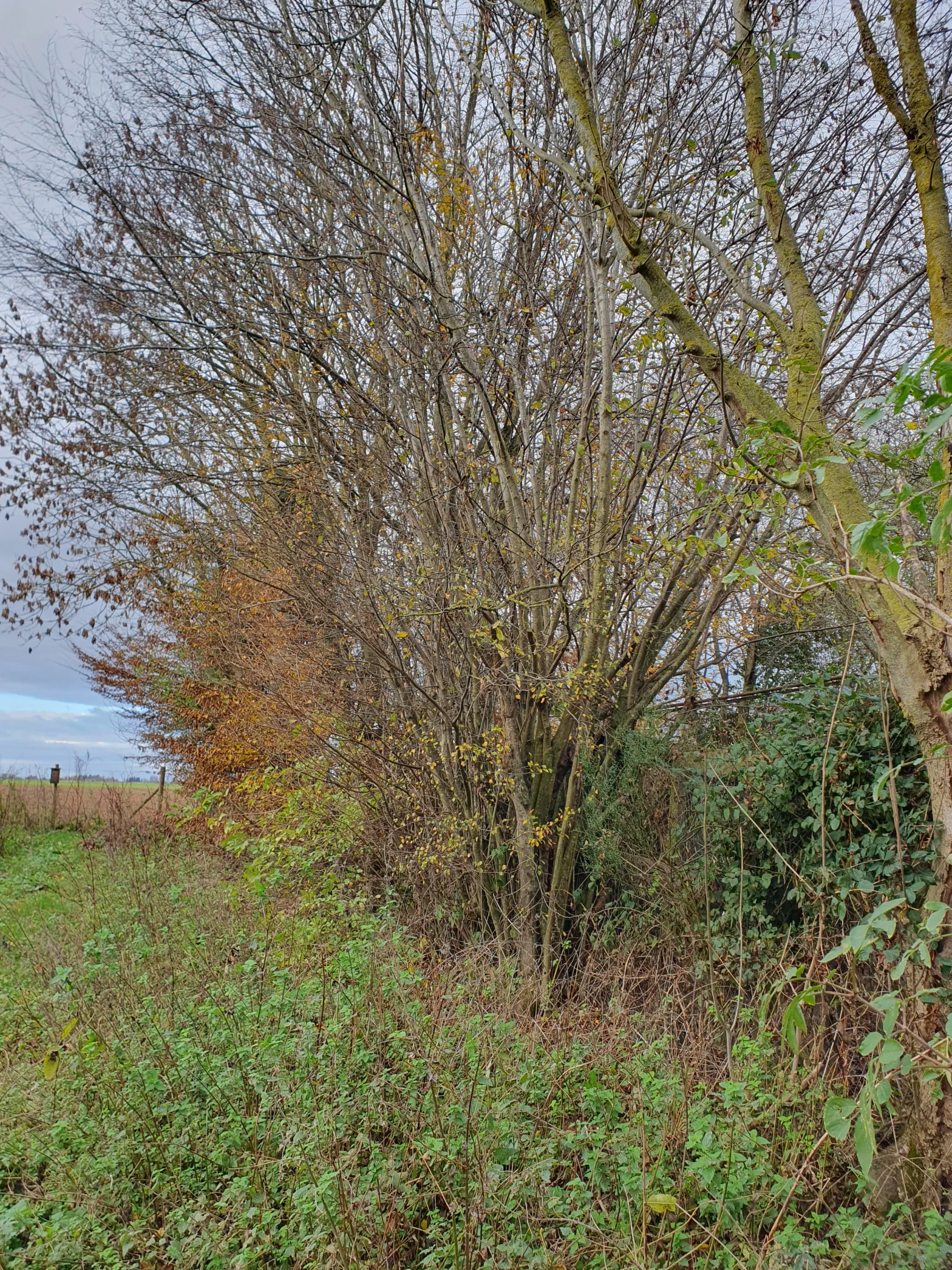 Haie en automne