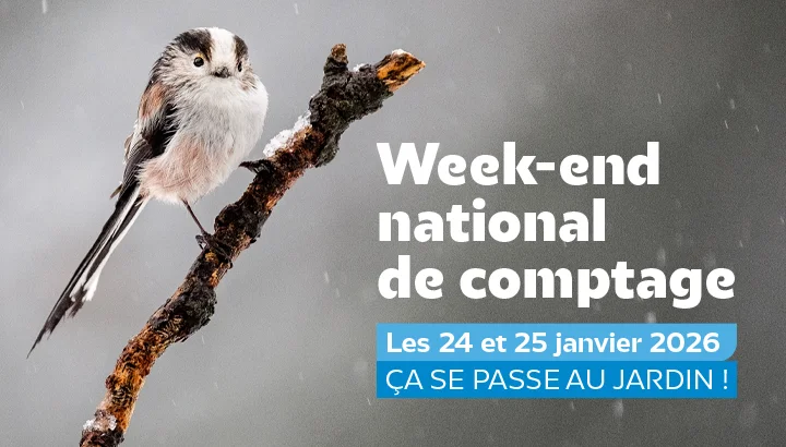 Comptage national des oiseaux des jardins