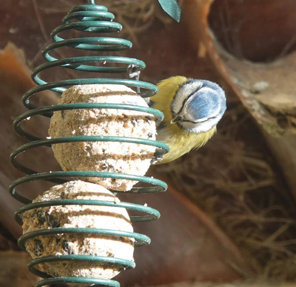 mésange bleue se nourrissant sur des boules de graisse