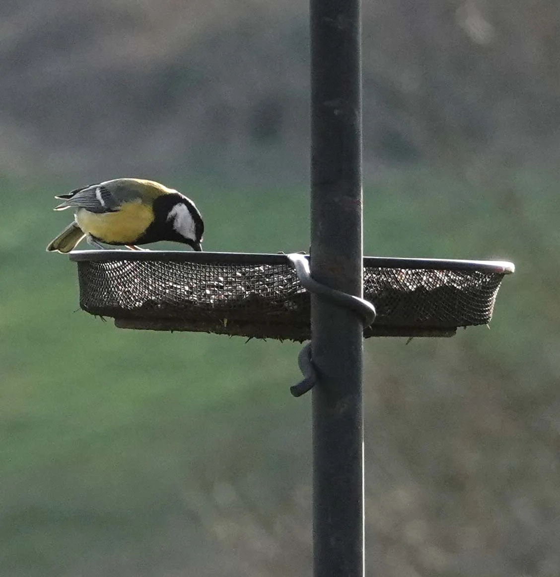 Mésange charbonnière à la mangeoire