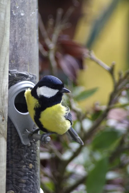 Mésange charbonnière à la mangeoire