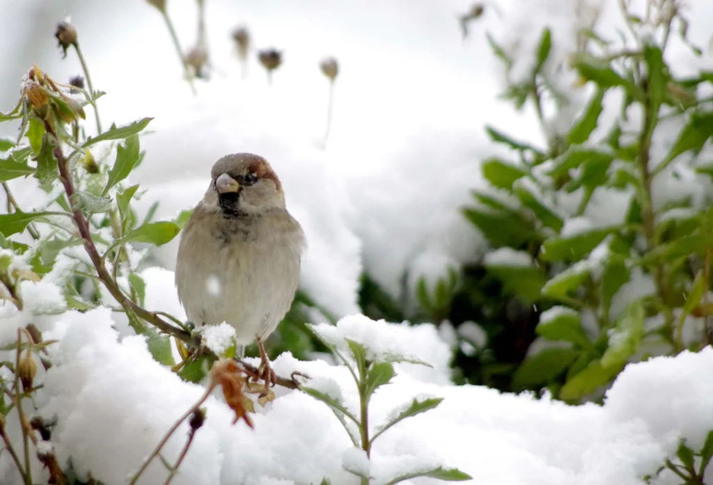 Moineau domestique mâle dans un jardin enneigé