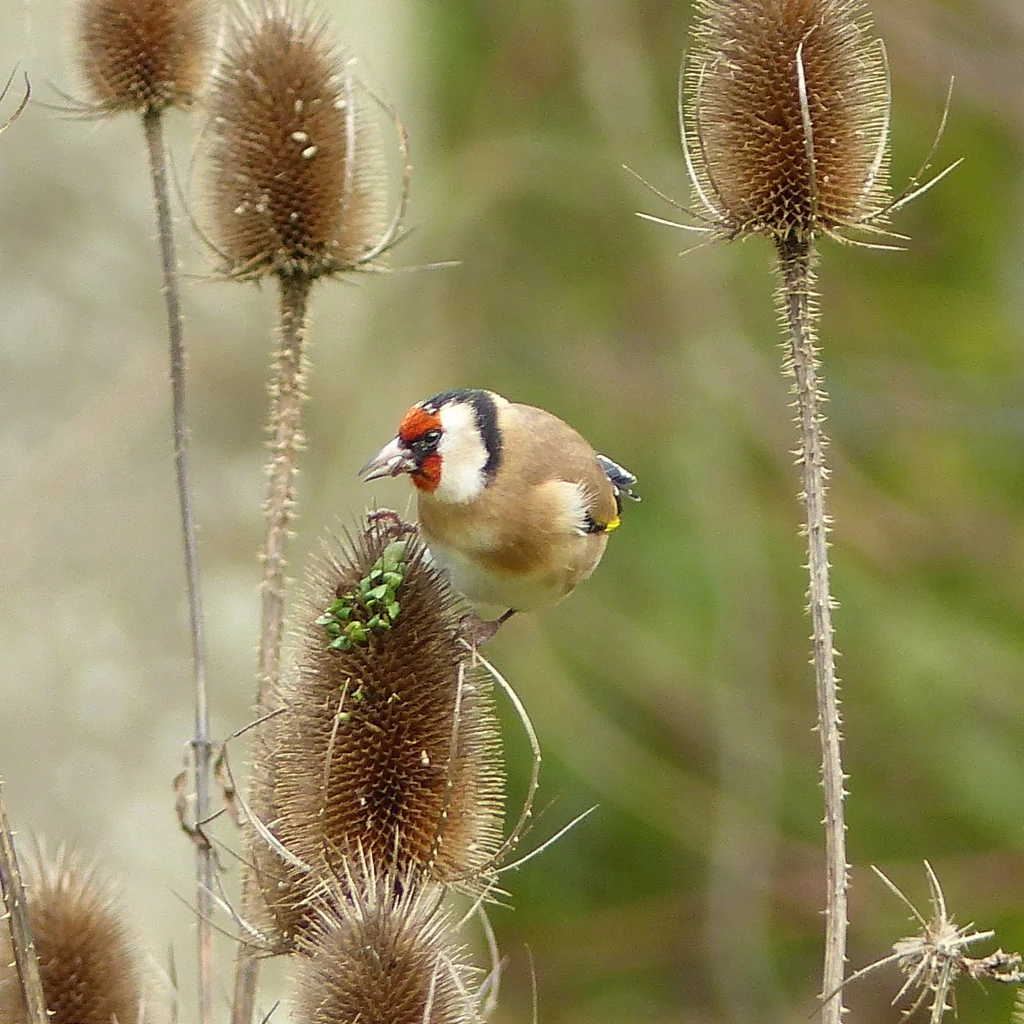 Chardonneret sur une cardère