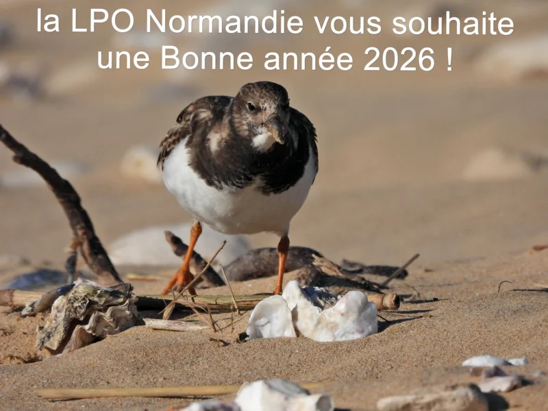 Voeux 2026 de la LPO Normandie avec un tournepierre à collier sur la plage
