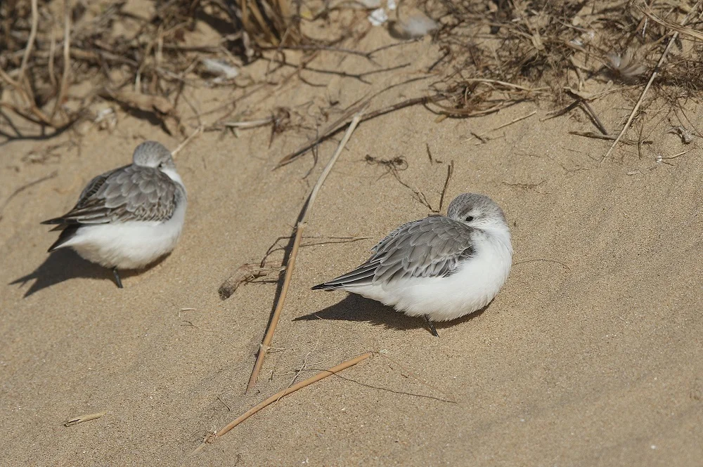 Deux bécasseaux sanderling, le bec sous les plumes, sur le sable de la plage.