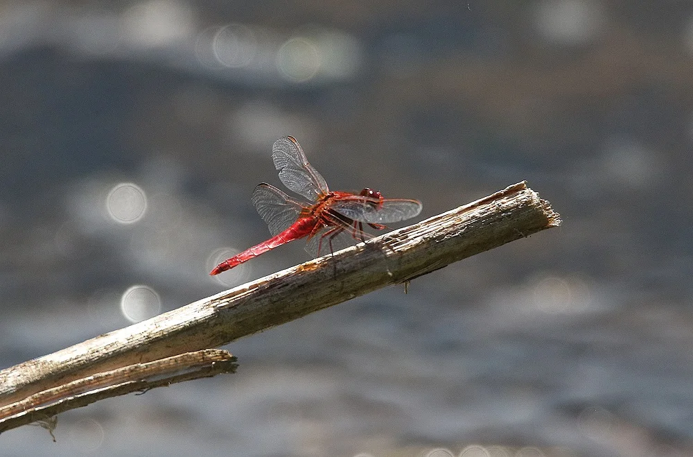 Crocothemis écarlate