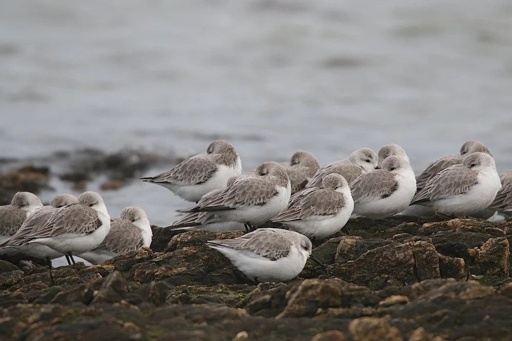Bécasseau sanderling
