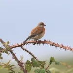 Linotte mélodieuse