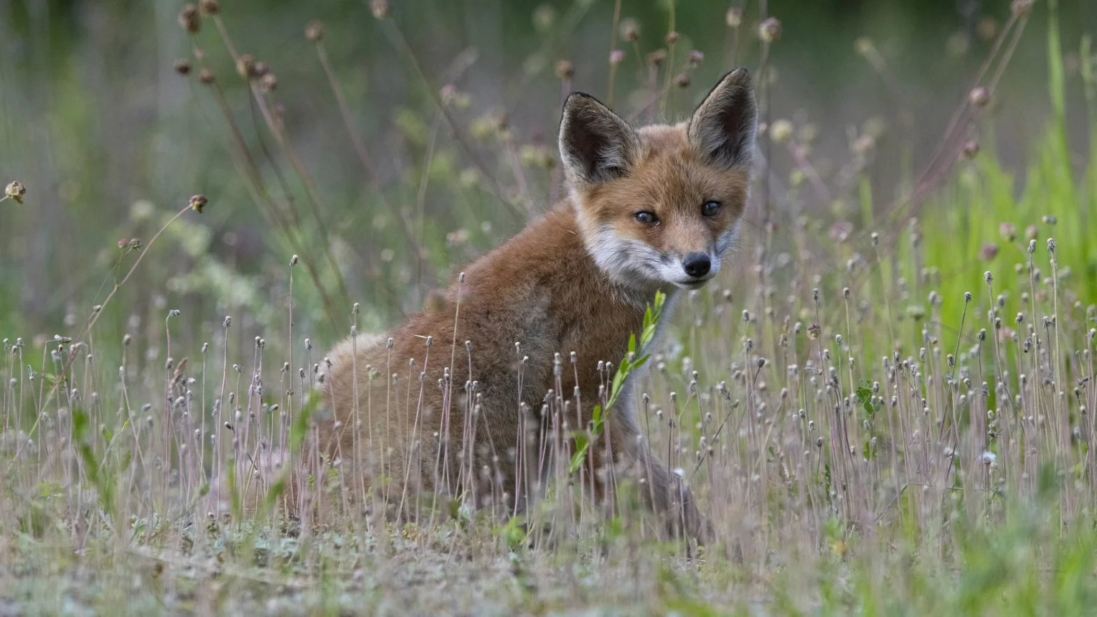 Jeune renard roux dans les graminées