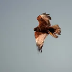 Busard des roseaux en vol