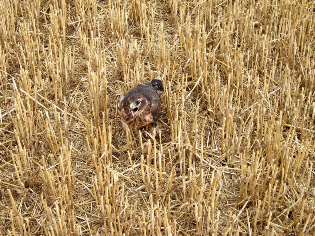 Busard Saint-Martin juvénile dans un champ fauché de céréales