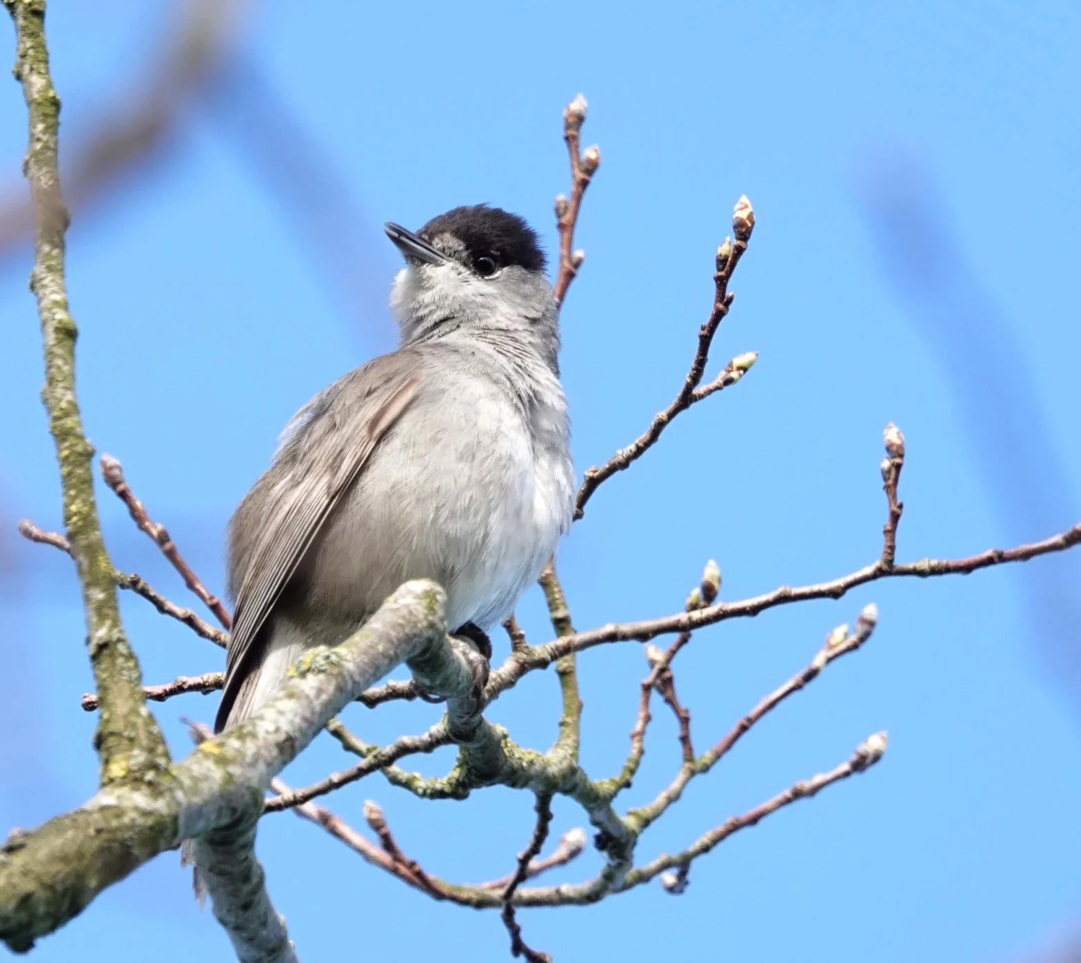 Fauvette à tête noire mâle posée dans un arbre sur fond de ciel bleu