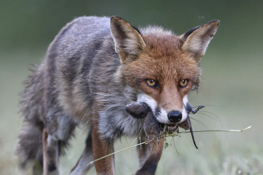 Renard roux avec des campagnols dans la gueule