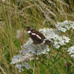 Carte géographique sur achillée