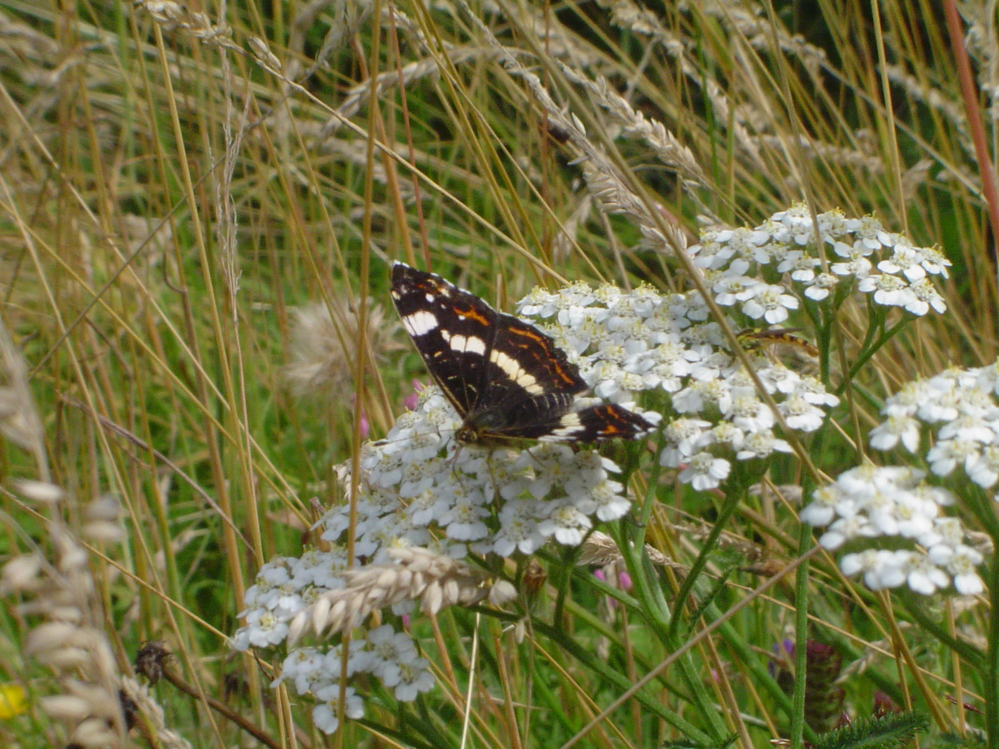 Carte géographique sur achillée