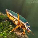 Dytique bordé (dysticus marginalis)