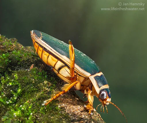 Dytique bordé (dysticus marginalis)