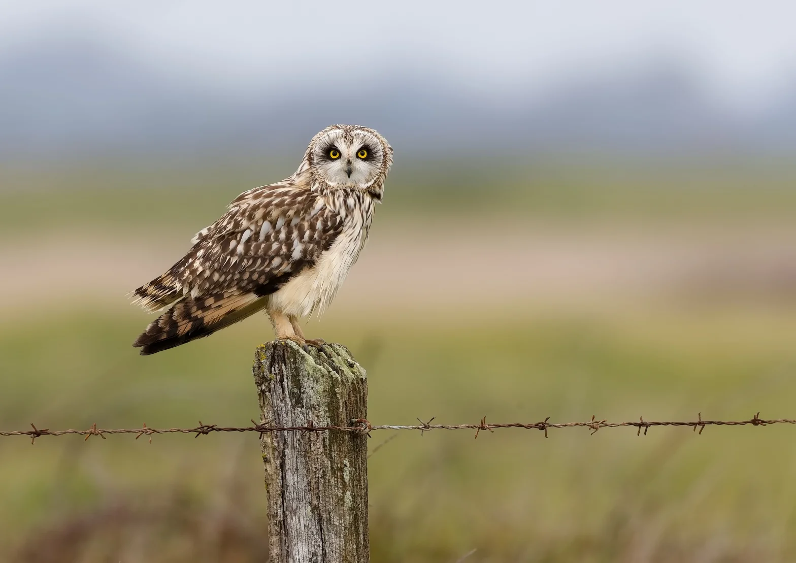 Hibou des marais posé