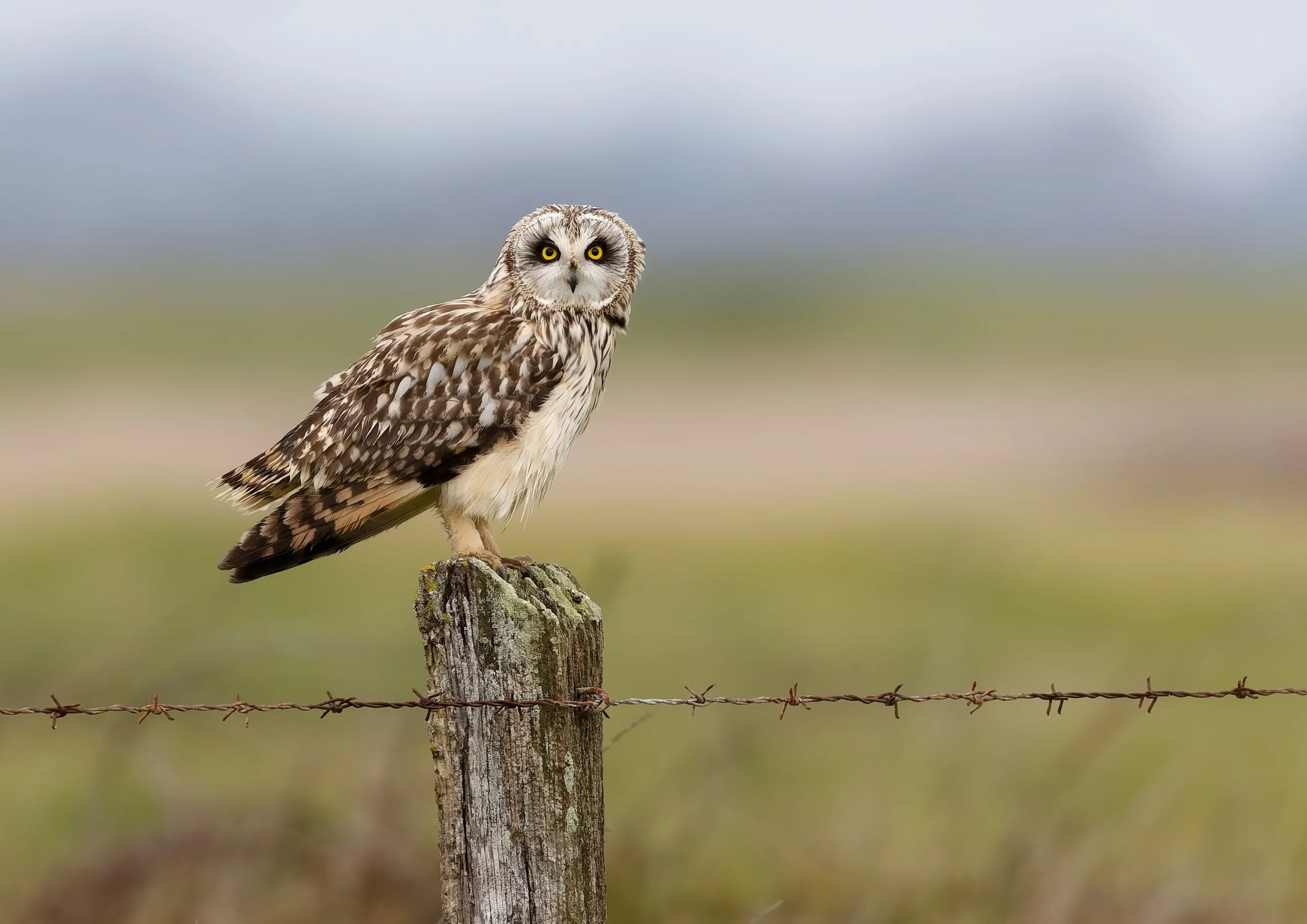 Hibou des marais posé