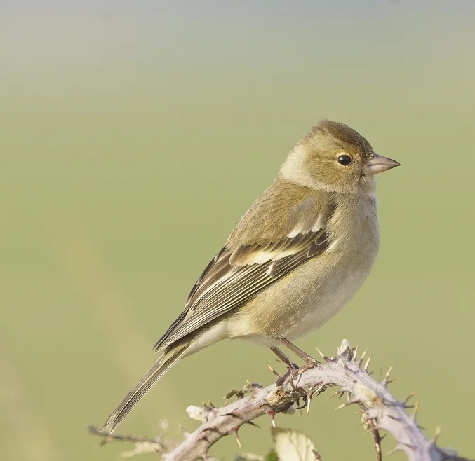 Pinson des arbres femelle posée sur une branche de ronces