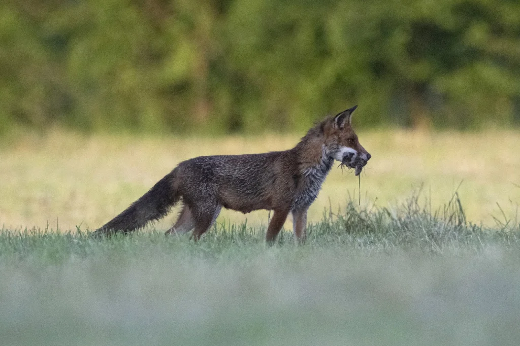 Renard roux avec des mulots dans la gueule