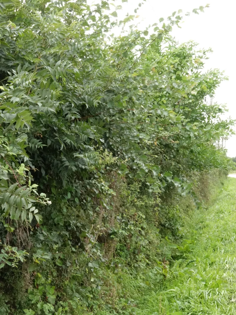 haie libre non taille en bord de route