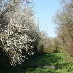 haie bocagère le long d'un chemin herbeux